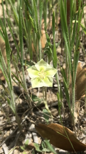 Gray five eyes (Chamaesaracha coniodes)