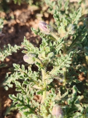 Gray five eyes (Chamaesaracha coniodes)