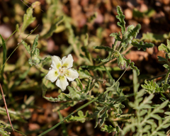 Gray five eyes (Chamaesaracha coniodes)