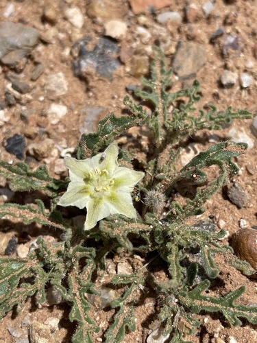 Gray five eyes (Chamaesaracha coniodes)