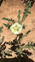 Gray five eyes (Chamaesaracha coniodes)
