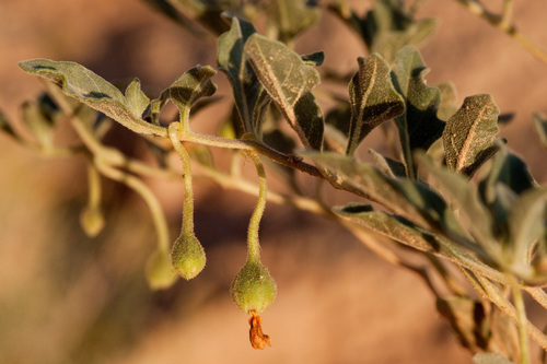 Pale five eyes (Chamaesaracha pallida)