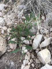 Pale five eyes (Chamaesaracha pallida)