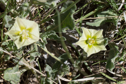 Pale five eyes (Chamaesaracha pallida)