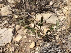 Pale five eyes (Chamaesaracha pallida)