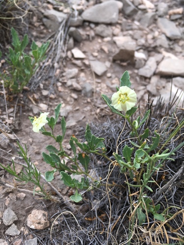Pale five eyes (Chamaesaracha pallida)