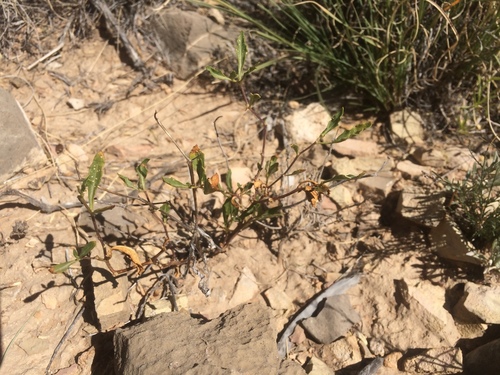 Pale five eyes (Chamaesaracha pallida)