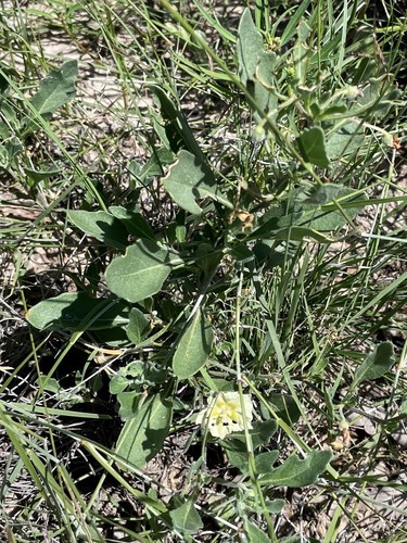 Pale five eyes (Chamaesaracha pallida)