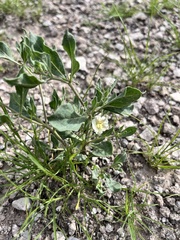 Pale five eyes (Chamaesaracha pallida)
