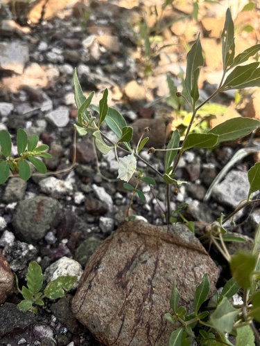 Pale five eyes (Chamaesaracha pallida)