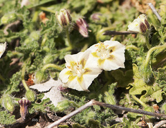 Hairy five eyes (Chamaesaracha sordida)