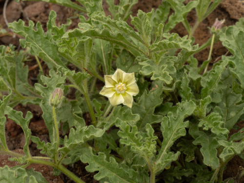 Hairy five eyes (Chamaesaracha sordida)