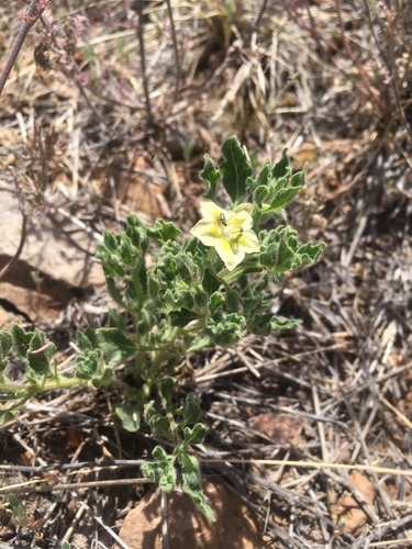 Hairy five eyes (Chamaesaracha sordida)