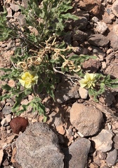 Hairy five eyes (Chamaesaracha sordida)