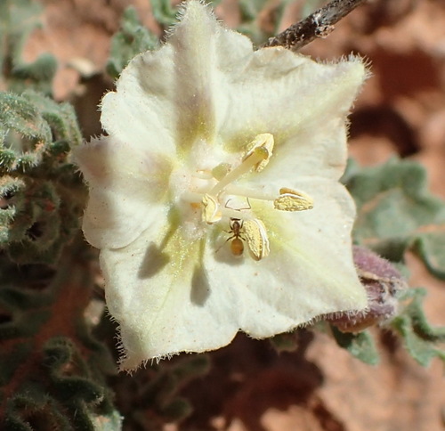 Hairy five eyes (Chamaesaracha sordida)