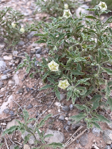 Hairy five eyes (Chamaesaracha sordida)