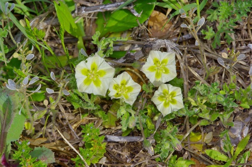 Hairy five eyes (Chamaesaracha sordida)