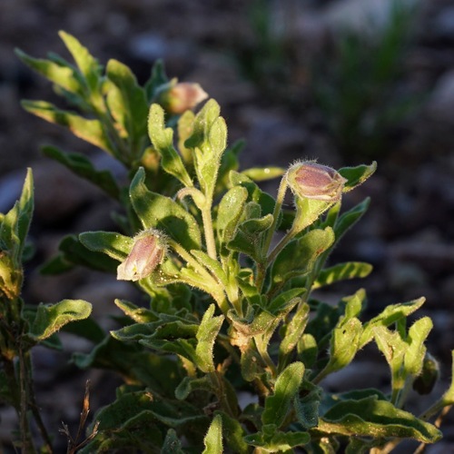 Hairy five eyes (Chamaesaracha sordida)