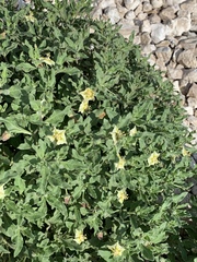 Hairy five eyes (Chamaesaracha sordida)