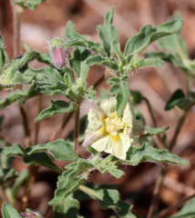 Hairy five eyes (Chamaesaracha sordida)