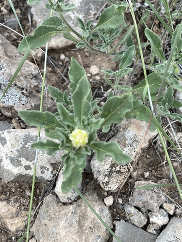 Hairy five eyes (Chamaesaracha sordida)