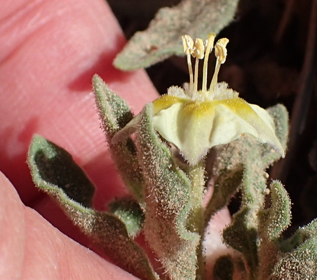 Hairy five eyes (Chamaesaracha sordida)