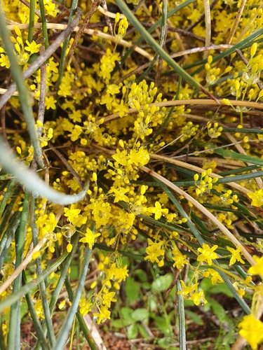 Chamaexeros fimbriata (Chamaexeros fimbriata)