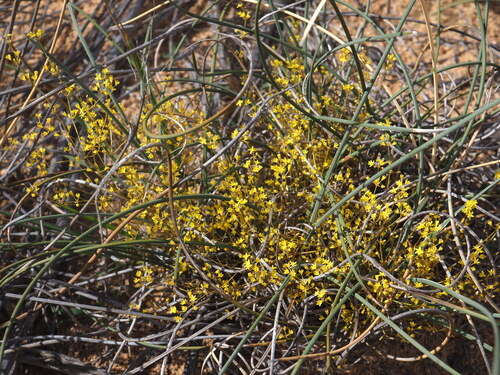 Chamaexeros fimbriata (Chamaexeros fimbriata)