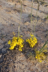 Chamaexeros fimbriata (Chamaexeros fimbriata)
