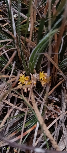 Chamaexeros serra (Chamaexeros serra)