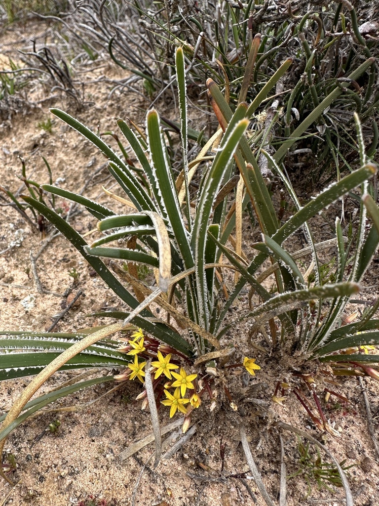 Chamaexeros serra (Chamaexeros serra)