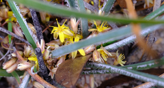 Chamaexeros serra (Chamaexeros serra)