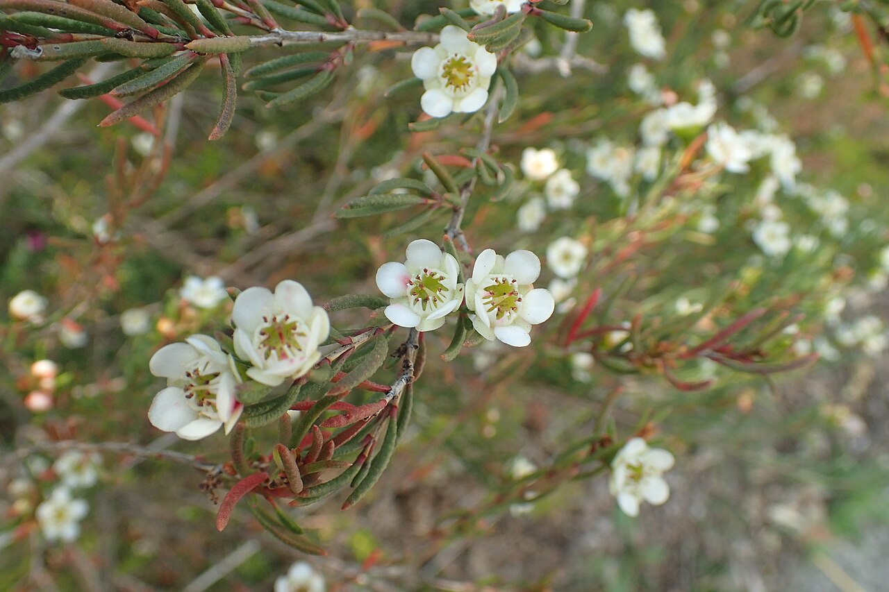 Chamelaucium axillare: Chamelaucium axillare in Kings Park Botanic Garden, Perth, Western Australia