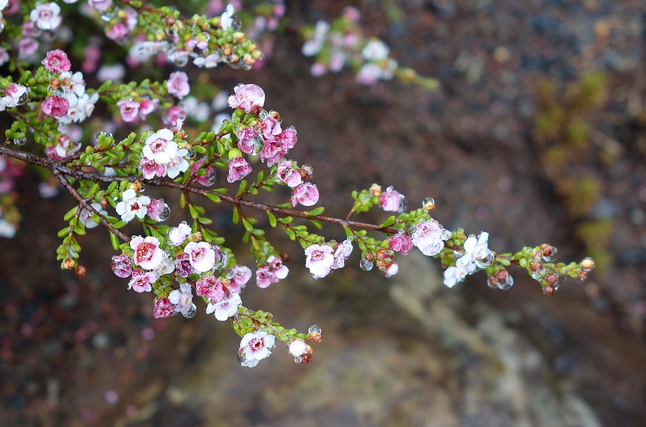 Chamelaucium ciliatum: Botanical specimen in the UC Santa Cruz Arboretum at the University of California, Santa Cruz - 1156 High Street, Santa Cruz, California, USA.