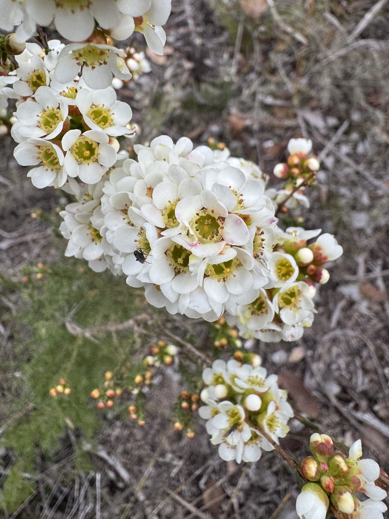Chamelaucium confertiflorum (Chamelaucium confertiflorum)