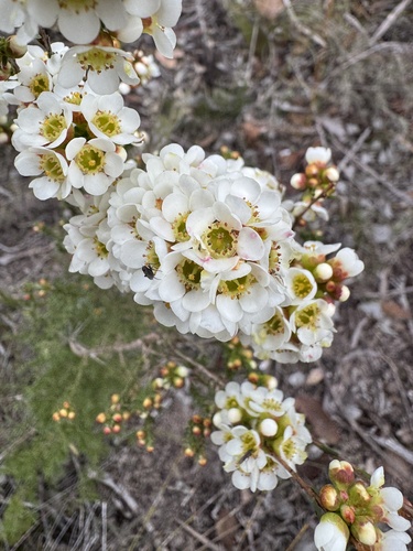 Chamelaucium confertiflorum (Chamelaucium confertiflorum)