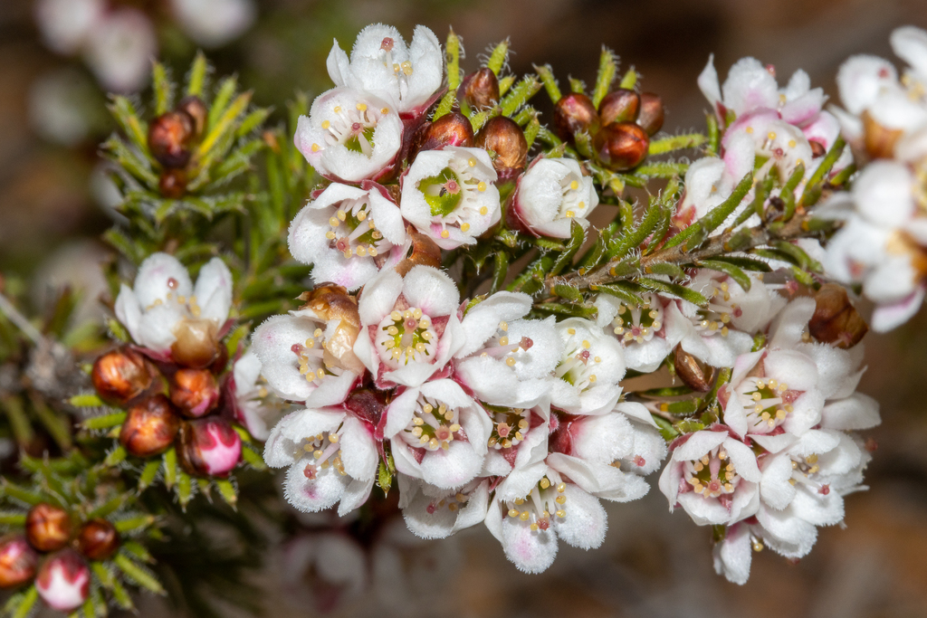 Chamelaucium drummondii (Chamelaucium drummondii)