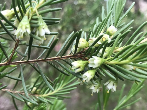 Chamelaucium forrestii (Chamelaucium forrestii)