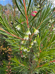 Chamelaucium forrestii (Chamelaucium forrestii)