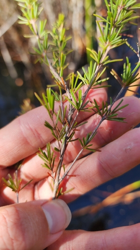 Chamelaucium forrestii (Chamelaucium forrestii)