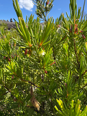 Chamelaucium forrestii (Chamelaucium forrestii)