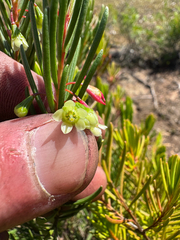 Chamelaucium forrestii (Chamelaucium forrestii)