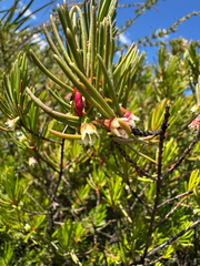 Chamelaucium forrestii (Chamelaucium forrestii)
