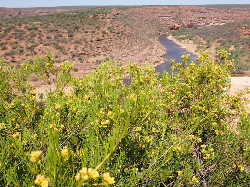 Chamelaucium marchantii (Chamelaucium marchantii)