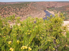 Chamelaucium marchantii (Chamelaucium marchantii)