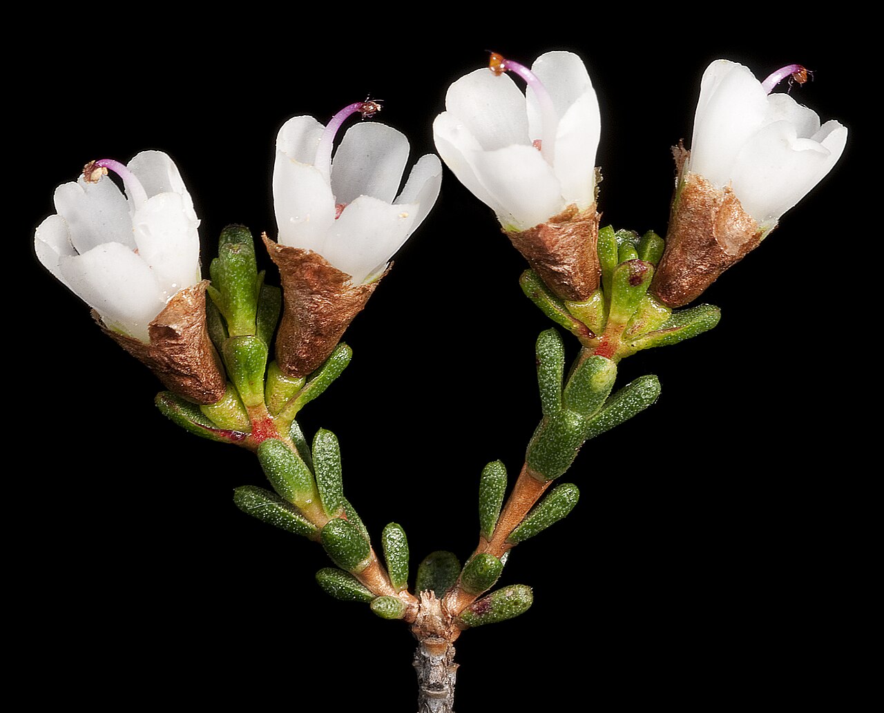 Chamelaucium pauciflorum: KRT4255
