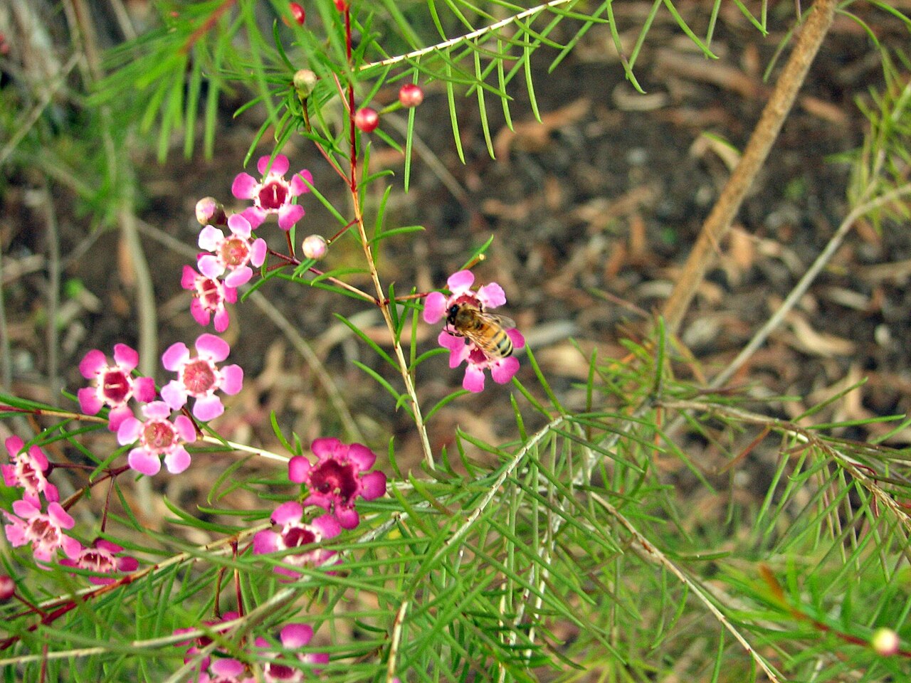 Geraldton wax: Geraldton Wax photographed by me in Chatswood, Sydney