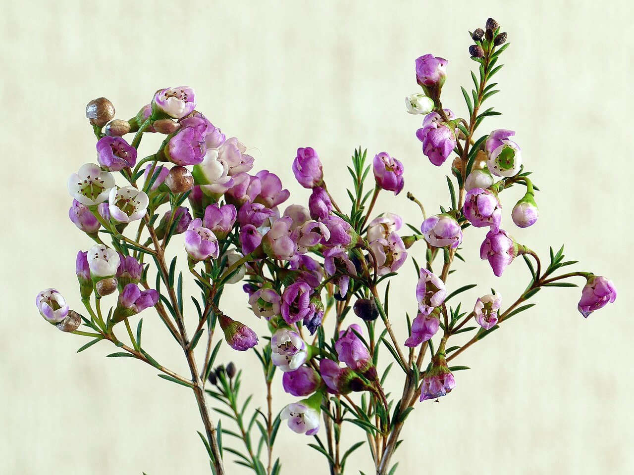 Geraldton wax: Chamelaucium uncinatum Schauer Flowering cultivar of Geraldton waxflower .