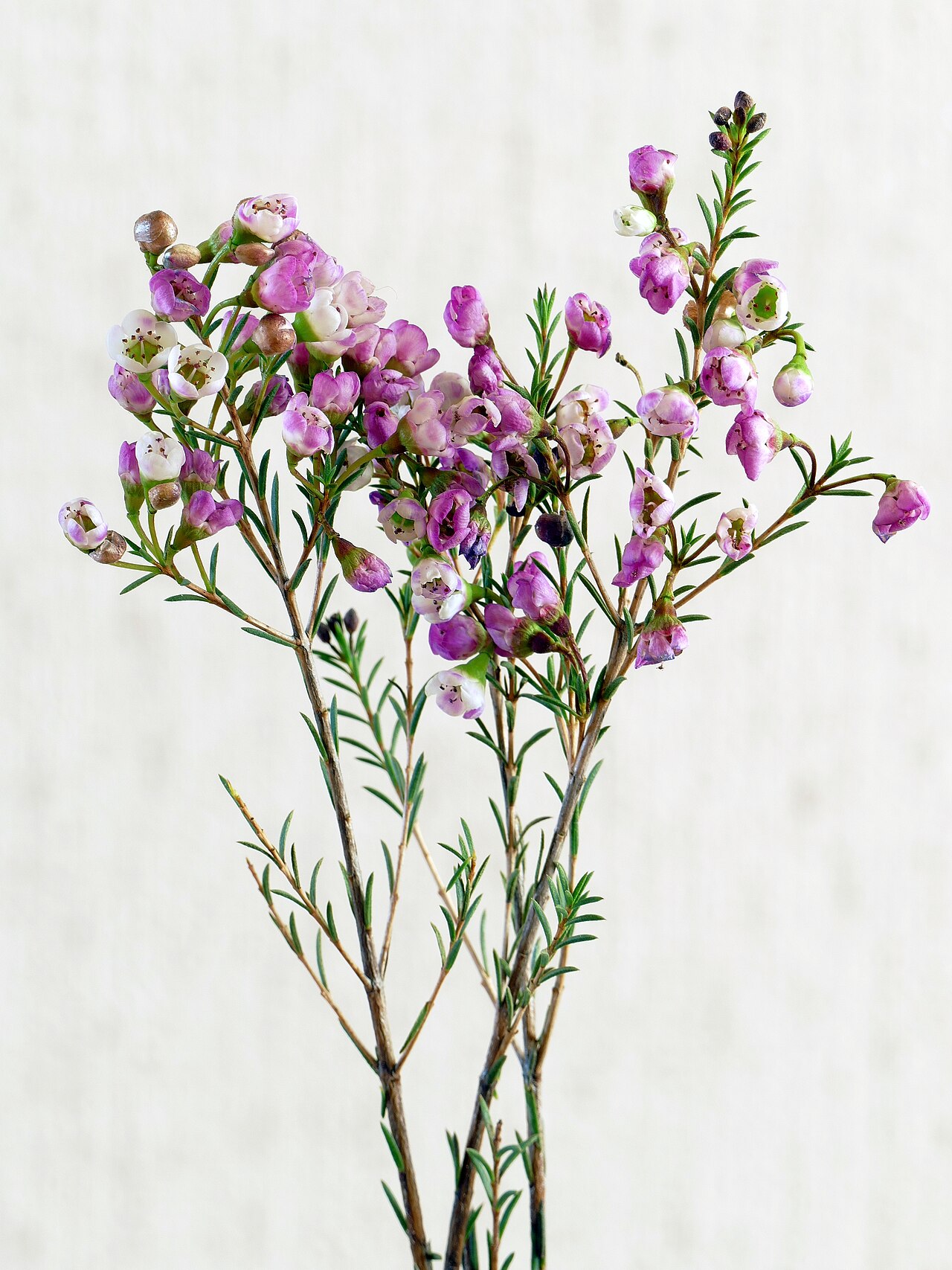 Geraldton wax: Chamelaucium uncinatum Schauer Flowering cultivar of Geraldton waxflower .