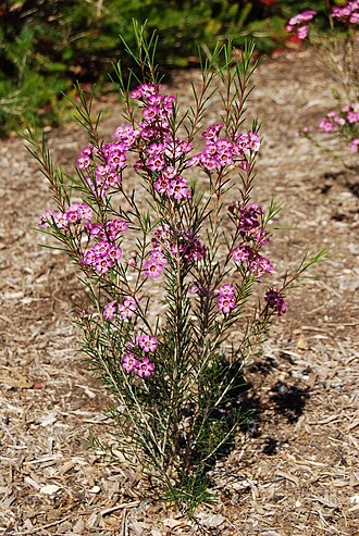 Geraldton wax: Geraldton Wax Chamelaucium uncinatum in the Botanic Garden, Adelaide , South Australia